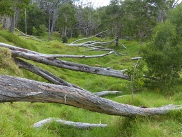 Fallen trunks near Kipukapuaulu (bird park)